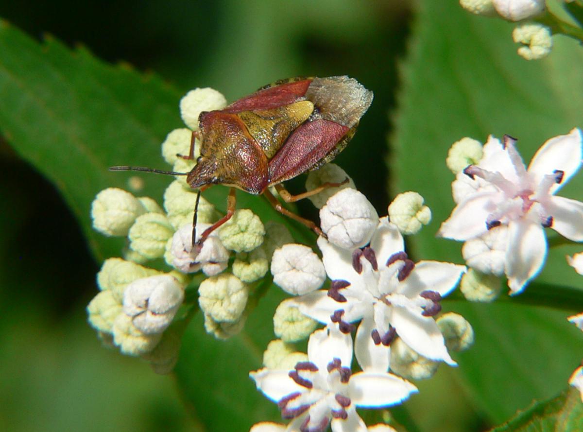 Carpocoris purpureipennis (2) ? S